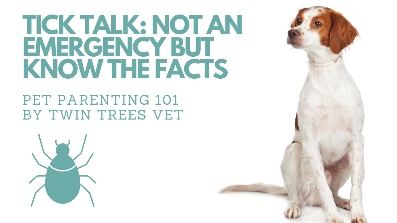TICK TALK: NOT A 911 EMERGENCY BUT KNOW THE FACTS︱Pet First Aid Course