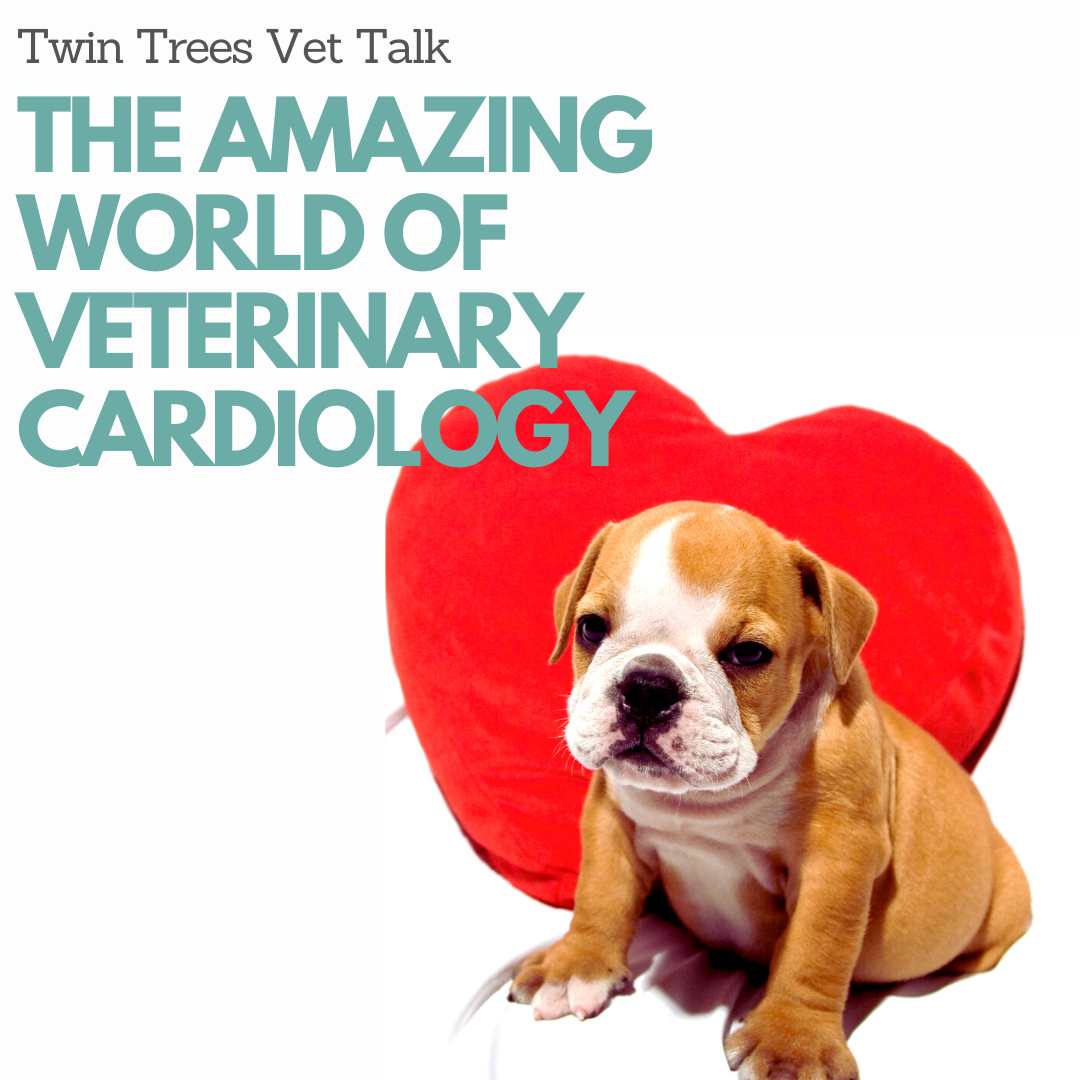 The Amazing World Of Veterinary Cardiology │Twin Trees Vet Talk (FREE VET ADVICE PODCAST)