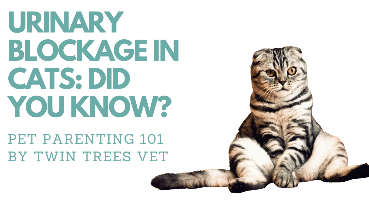 URINARY BLOCKAGE IN CATS: DID YOU KNOW?