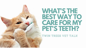Q) What's the best way to care for my pet's teeth? │ Twin Trees Vet Talk