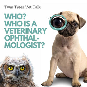 Who? Who Is A Veterinary Ophthalmologist? │ Twin Trees Vet Talk