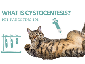 WHAT IS CYSTOCENTESIS?