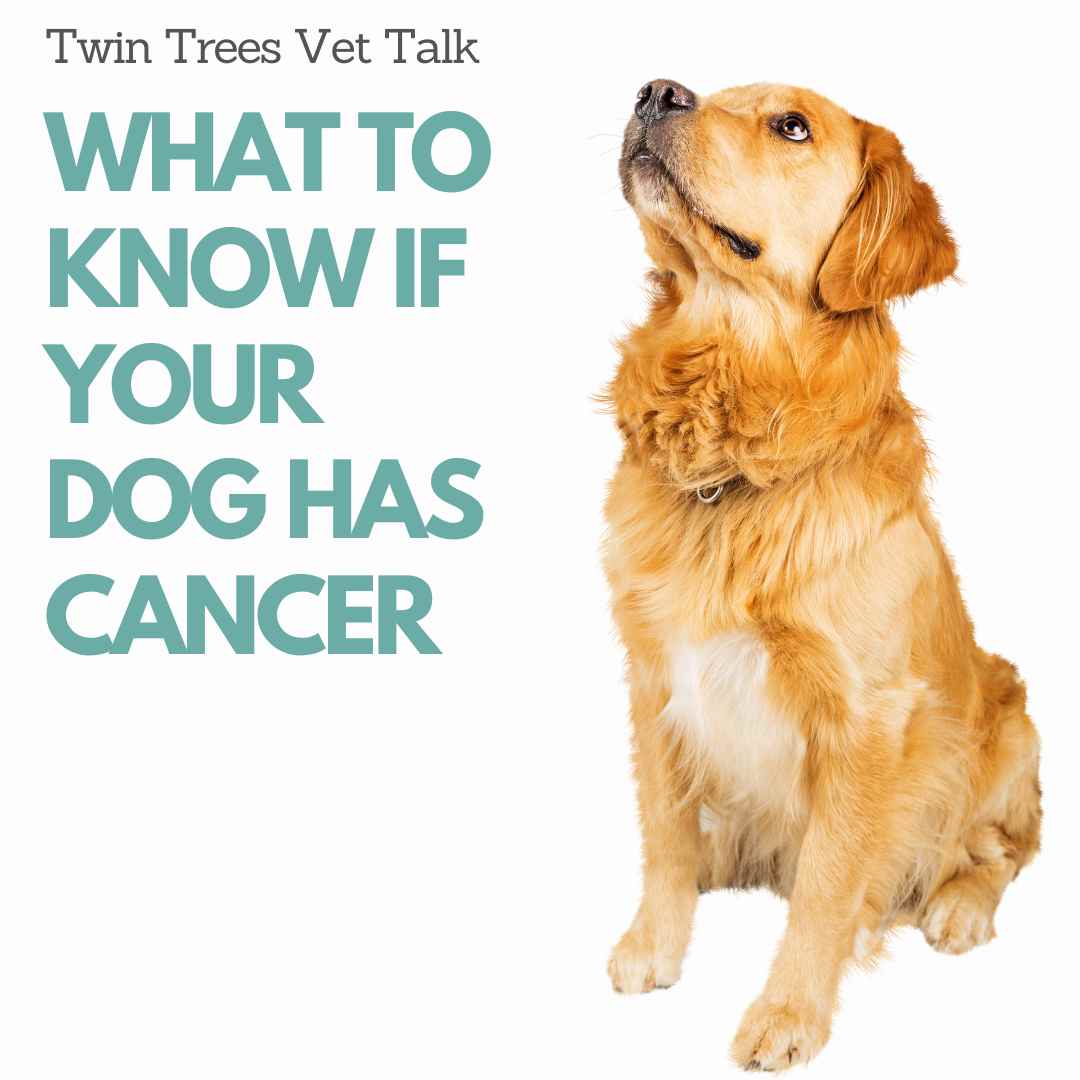 What To Do If Your Dog Has Cancer Oncologist Answers │ Twin Trees Vet