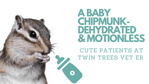 Baby Chipmunk- Dehydrated and Motionless
