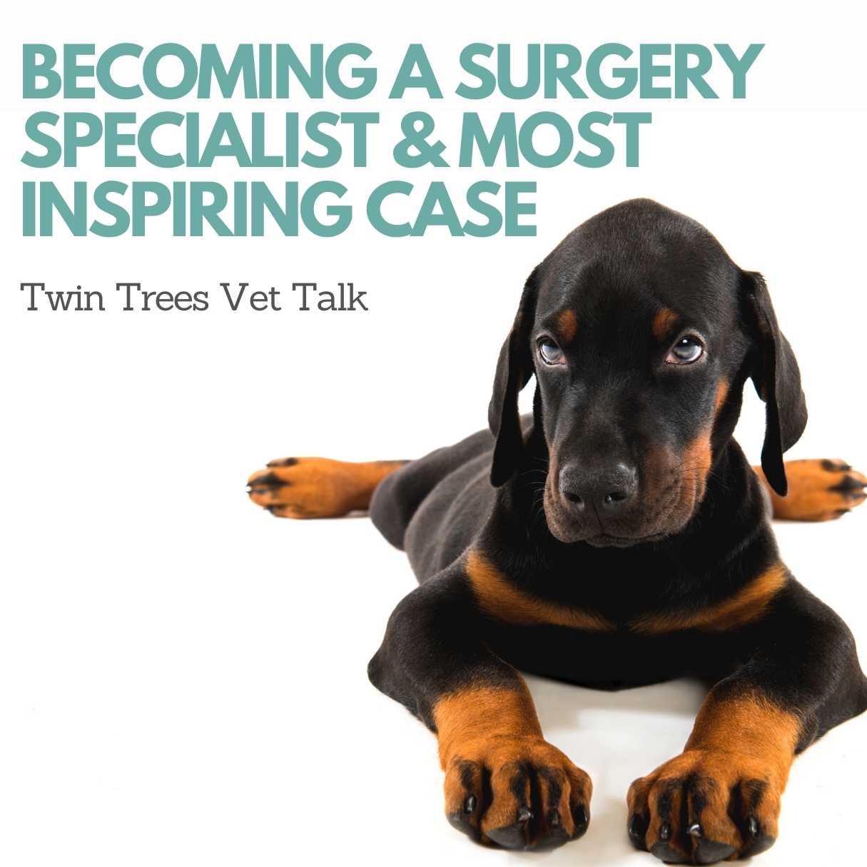 Becoming a Veterinary Surgery Specialist & Most Memorable Case │ Twin Trees Vet Talk (FREE VET ADVICE)