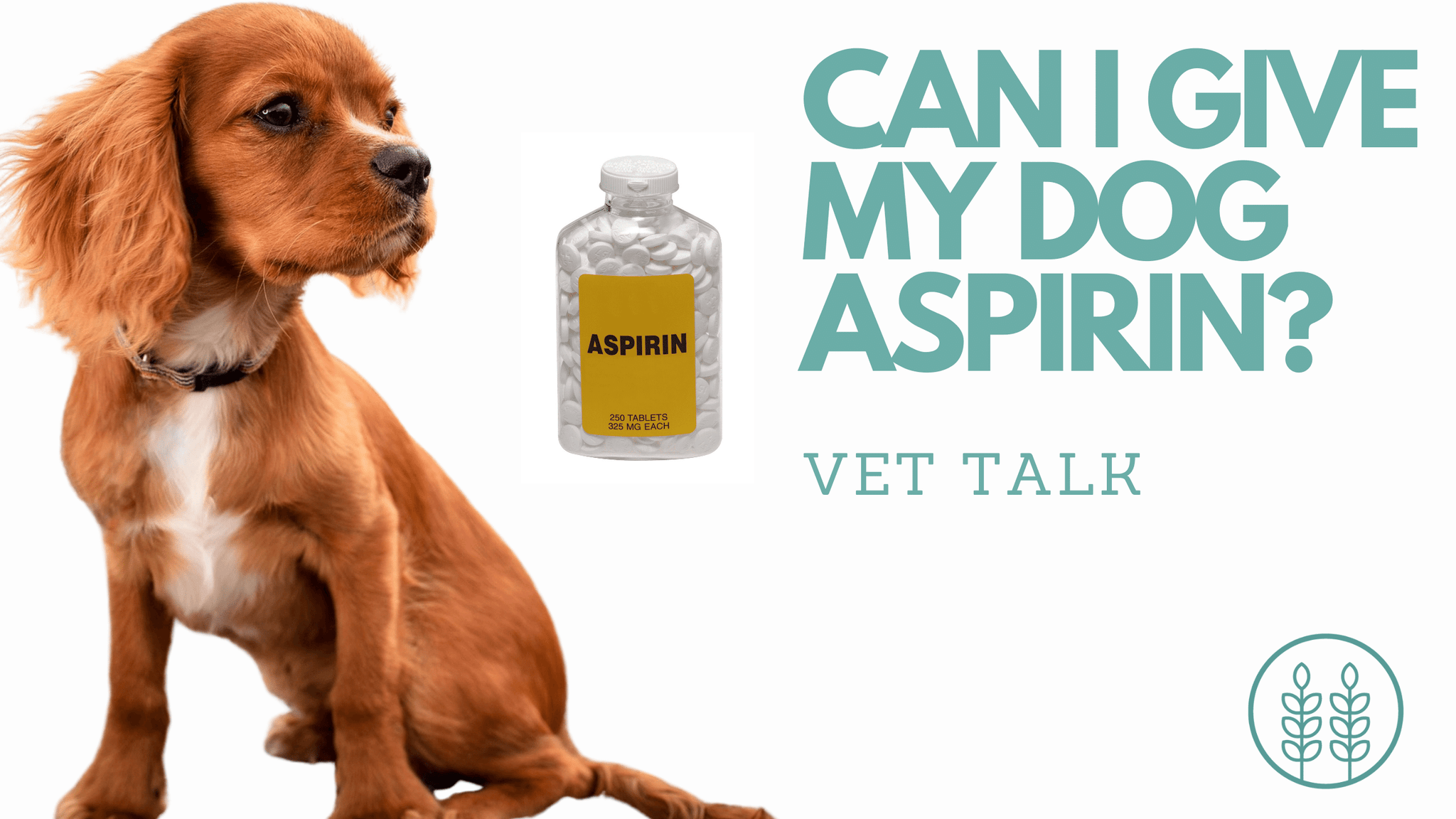 Q: Can I give my dog aspirin?