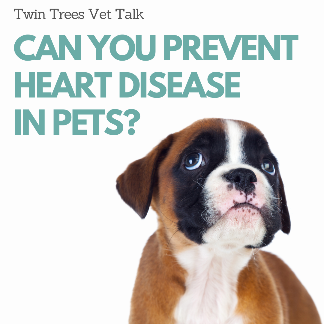 Preventing Heart Disease In Dogs And Cats │ Twin Trees Vet Talk (FREE VET ADVICE PODCAST)