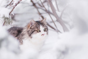 Essential Tips to Keep Pets Safe in the Snow