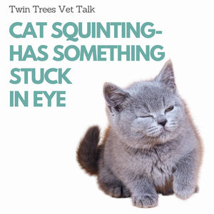 My  Cat Got Something In His Eye- Squinting│ Twin Trees Vet Talk (FREE VET ADVICE PODCAST)