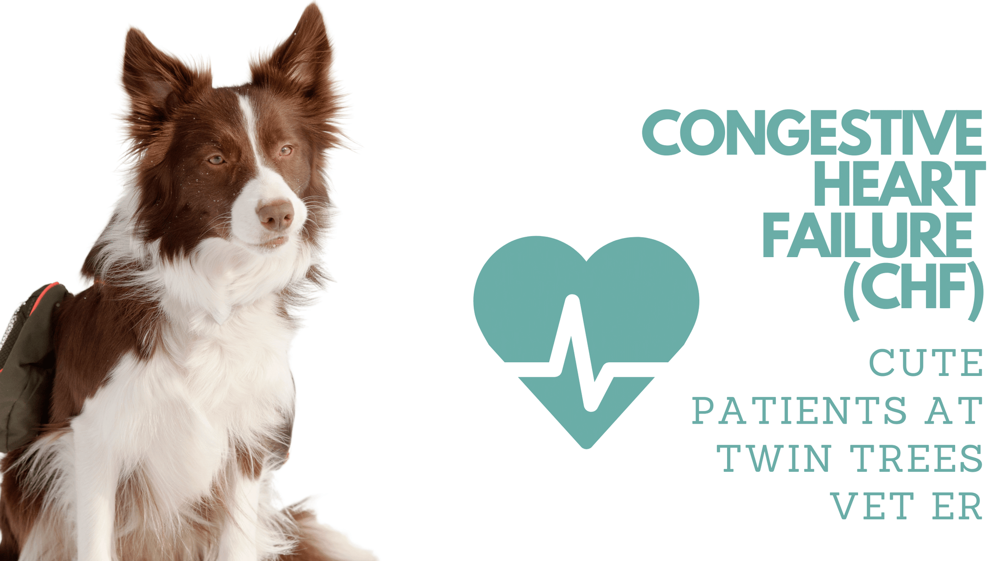 A Nice Dog With Congestive Heart Failure ( CHF )