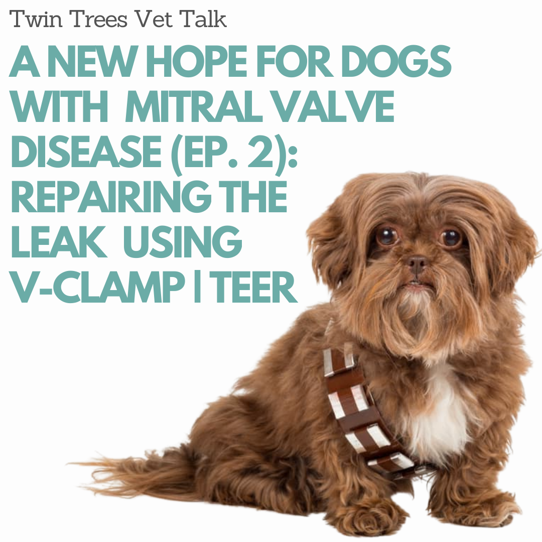 a-new-hope-for-dogs-with-mitral-valve-disease-episode-2-repairing-t