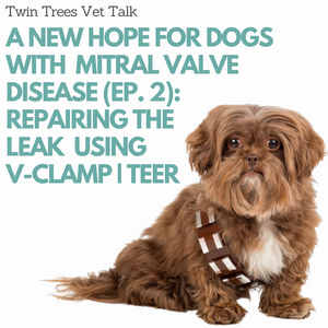 A New Hope For Dogs With Mitral Valve Disease (Episode 2): Repairing the Leak Using TEER  V-Clamp | Twin Trees Vet Talk (PODCAST)