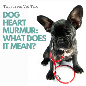Dog Heart Murmur -What Does It Mean?  Is it Serious? │ Twin Trees Vet Talk (FREE VET ADVICE PODCAST)
