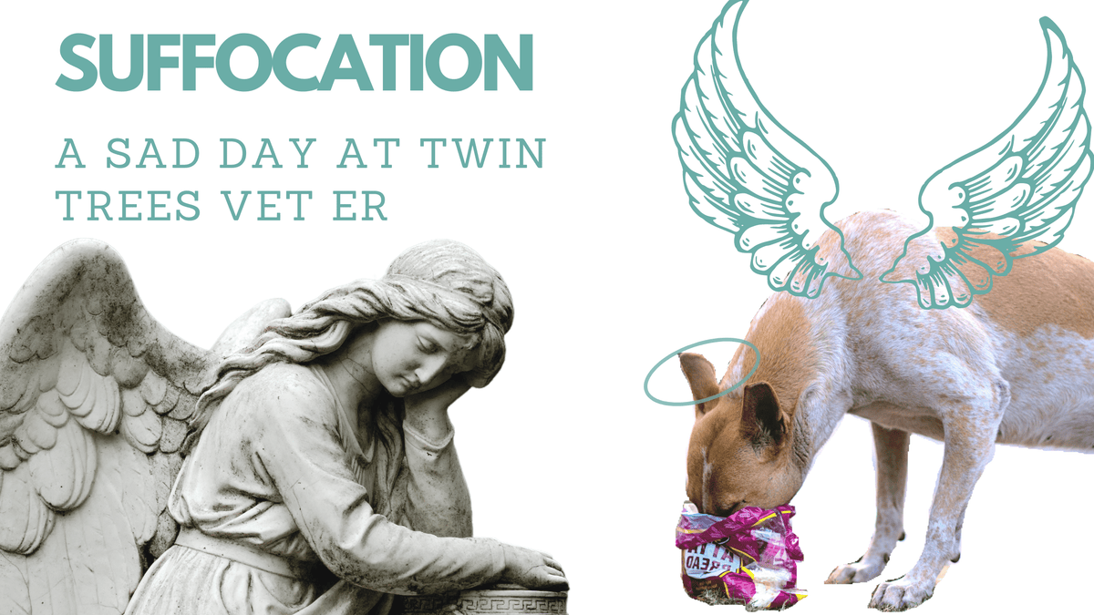 Dog Suffocation A Sad Day At Twin Trees Vet