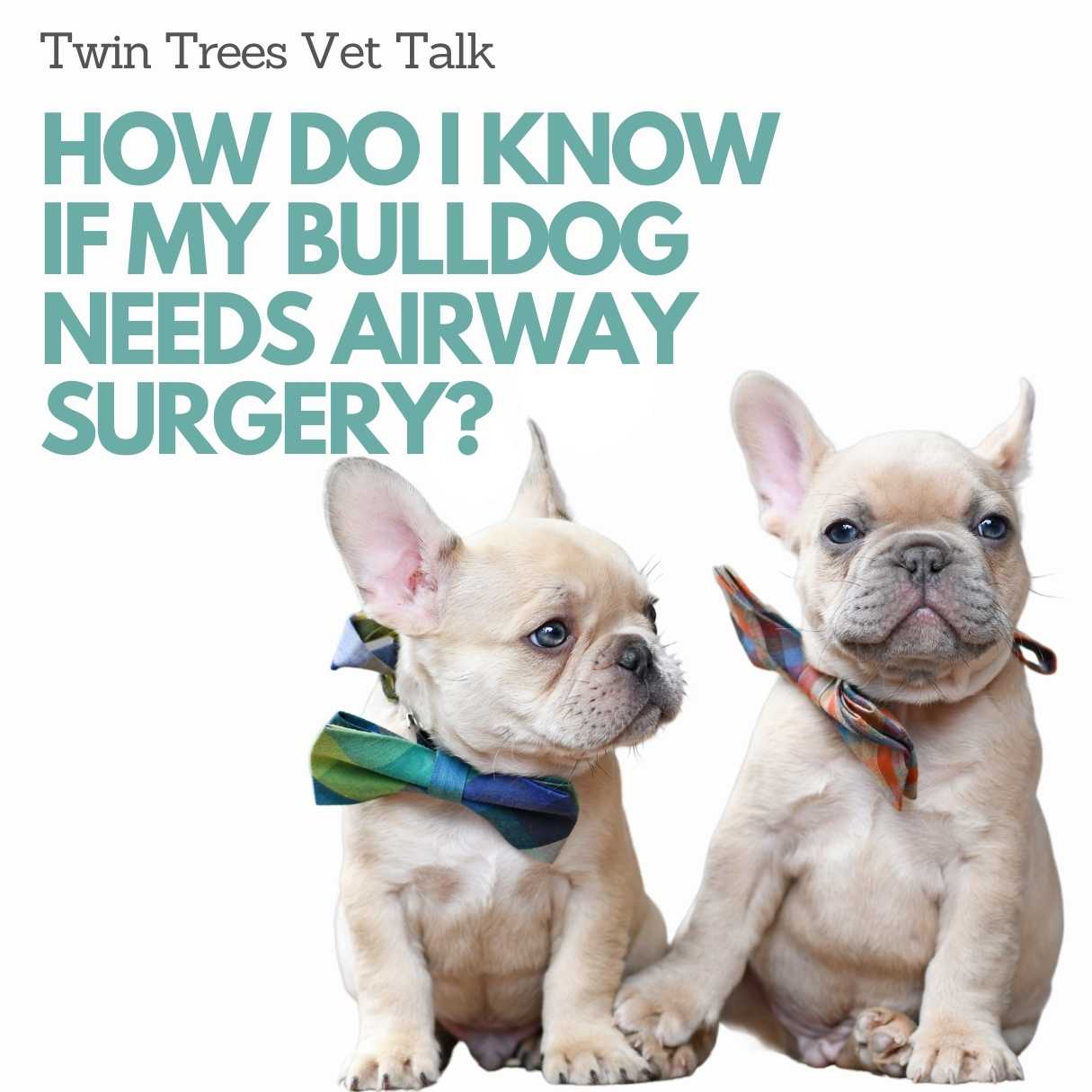 How Do I Know If My Bulldog Needs Airway Surgery? │ Twin Trees Vet Talk (FREE VET ADVICE PODCAST)