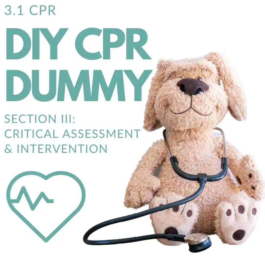 3.1 Make a DIY Pet CPR Dummy (CRITICAL ASSESSMENT AND INTERVENTION)︱Pe