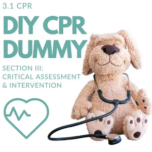 3.1 Make a DIY Pet CPR Dummy (CRITICAL ASSESSMENT AND INTERVENTION)︱Pet First Aid Course