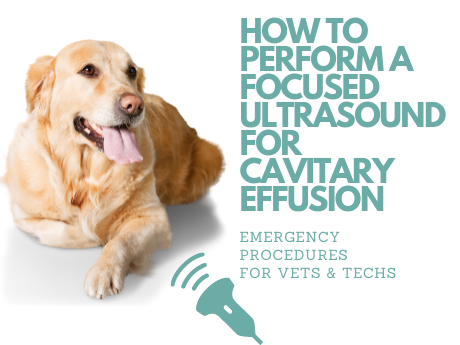 How to Perform a Focused Ultrasound for Cavitary Effusion