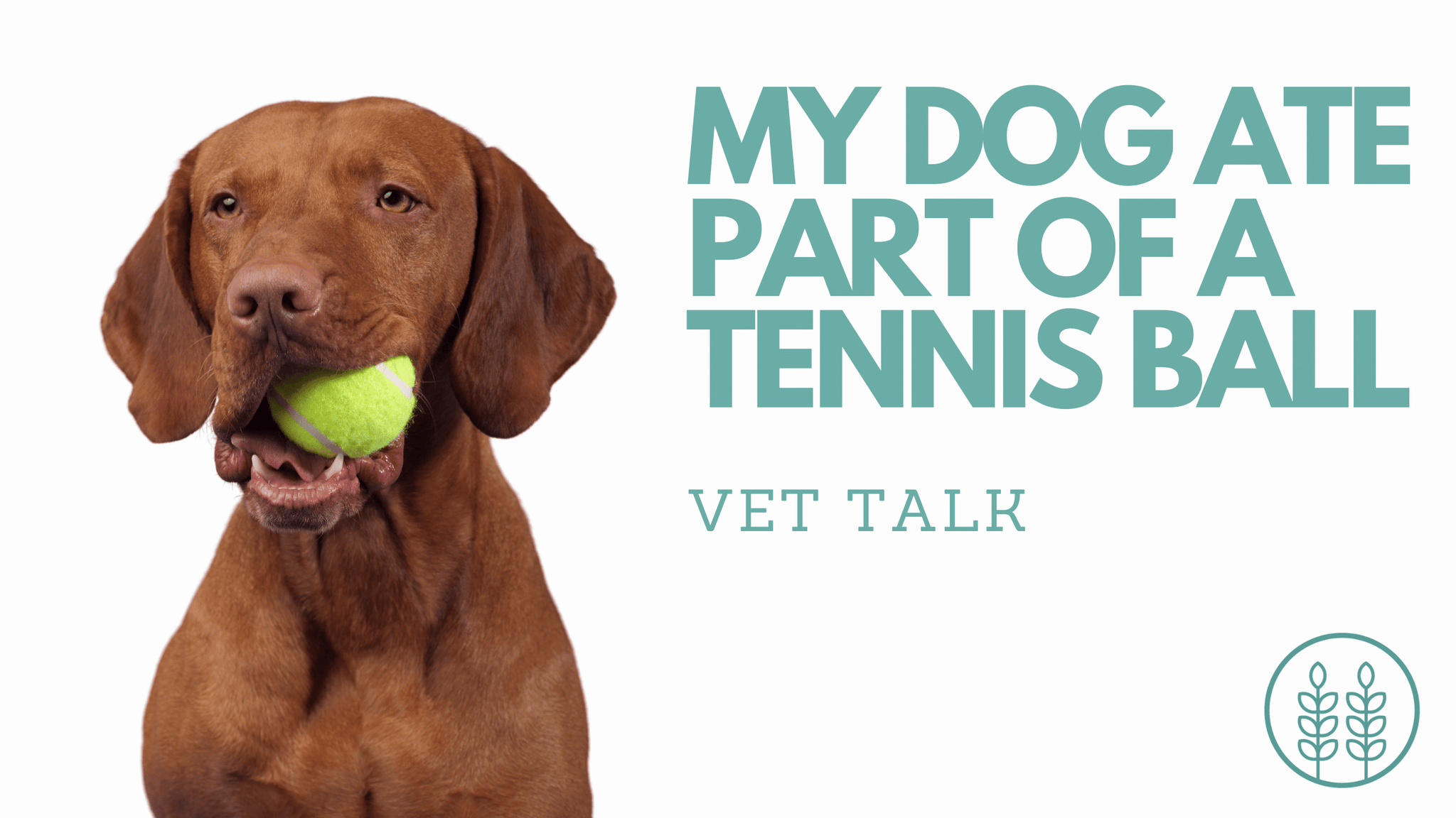 Q: MY DOG ATE PART OF A TENNIS BALL. WHAT DO I DO?