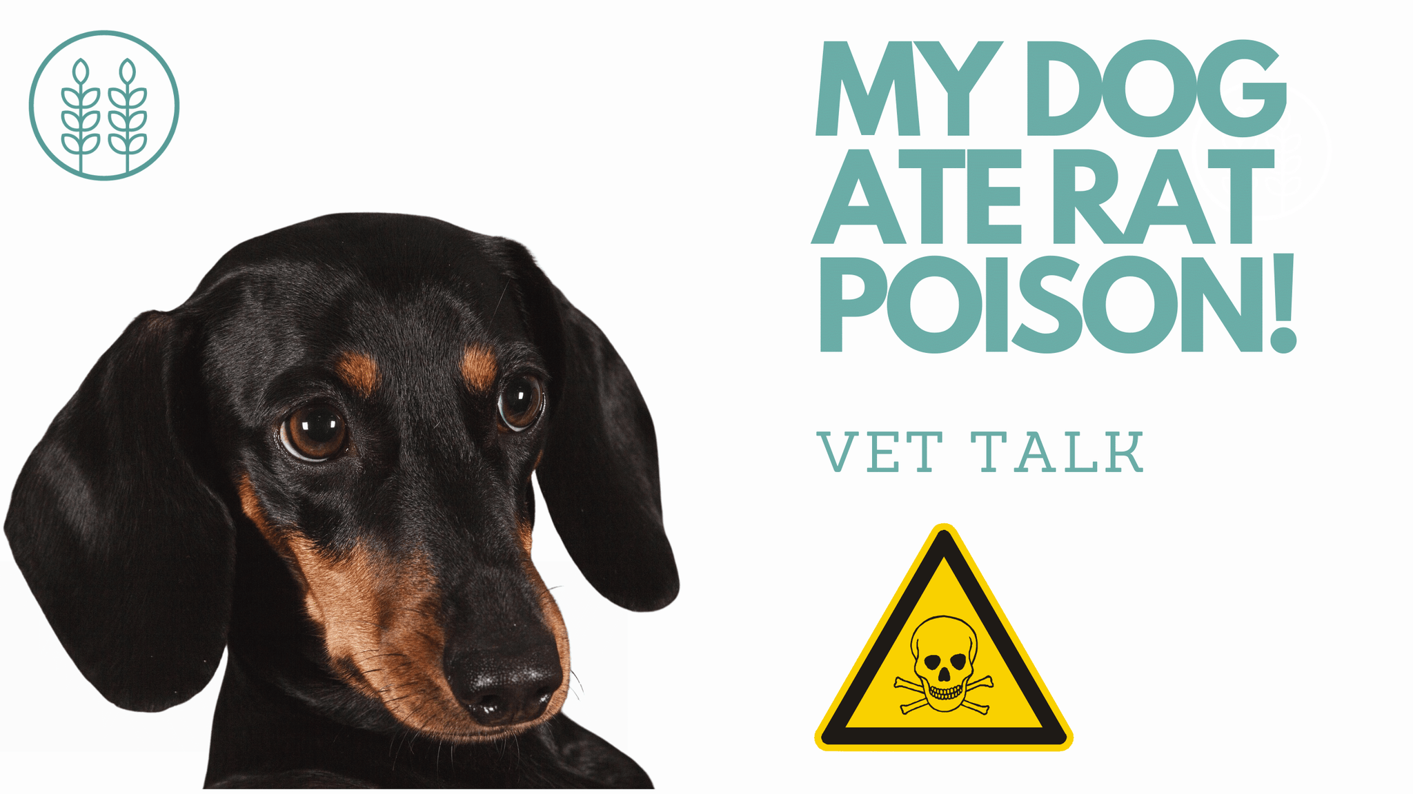Q: My dog ate rat poison! What should I do?