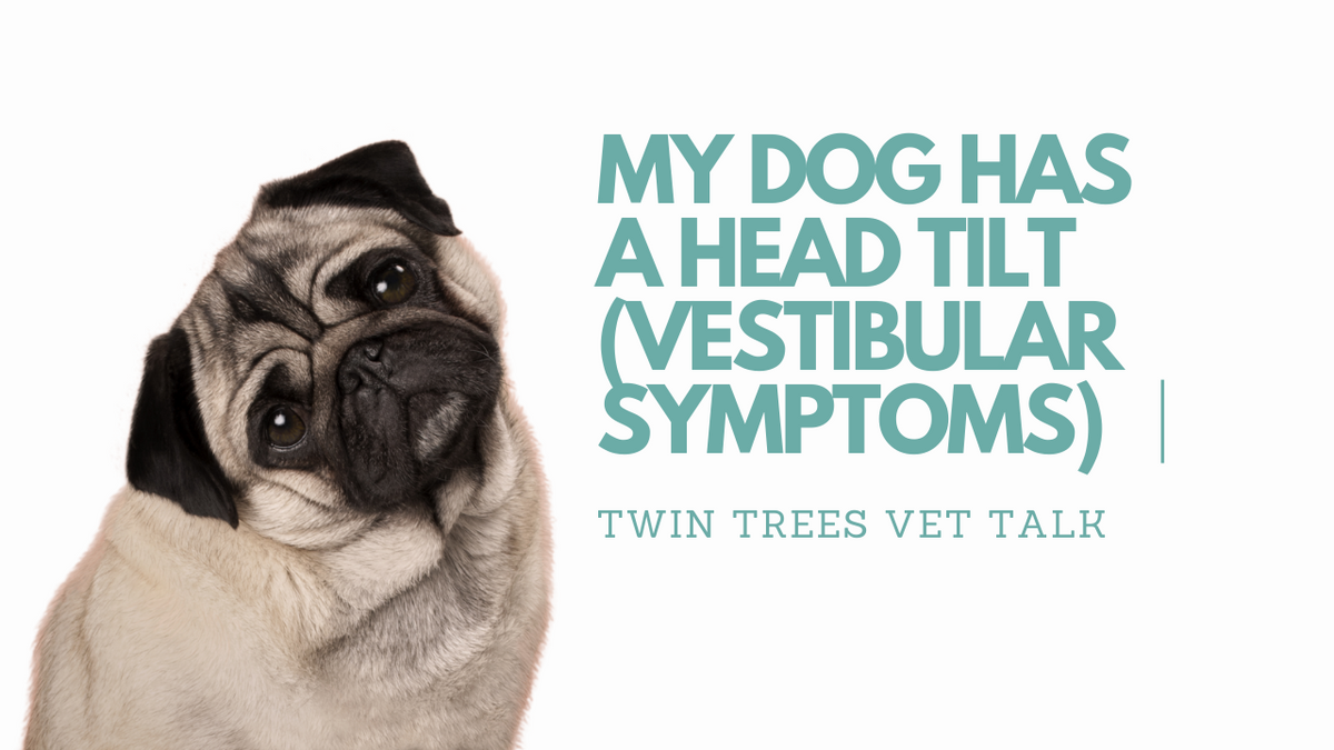 Q) My Dog Has a Head Tilt (Vestibular Symptoms) │ Twin Trees Vet Talk