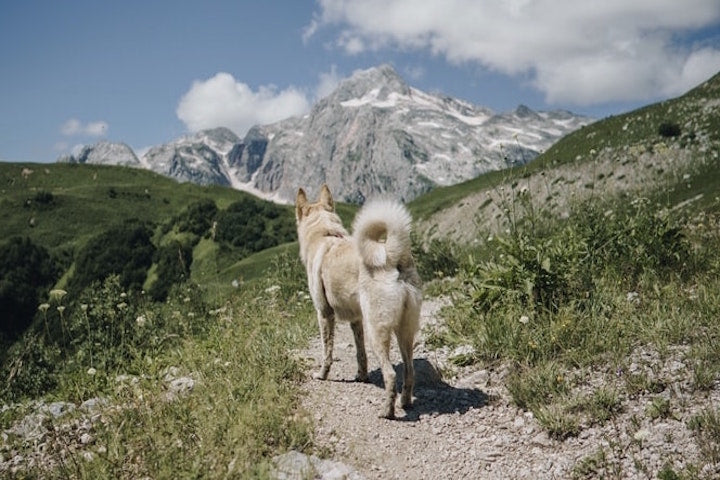 Keep the Trails Pet Friendly By Following Dog Hiking Etiquette