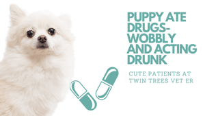 Puppy Ate Drugs- Wobbly And Acting Drunk