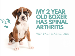 Q) My 2 Year Old Boxer Has Spinal Arthritis. How much exercise should she be having?