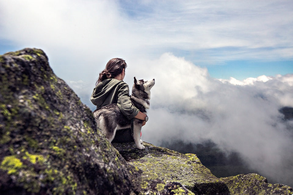Whistler Dog Mountain Life