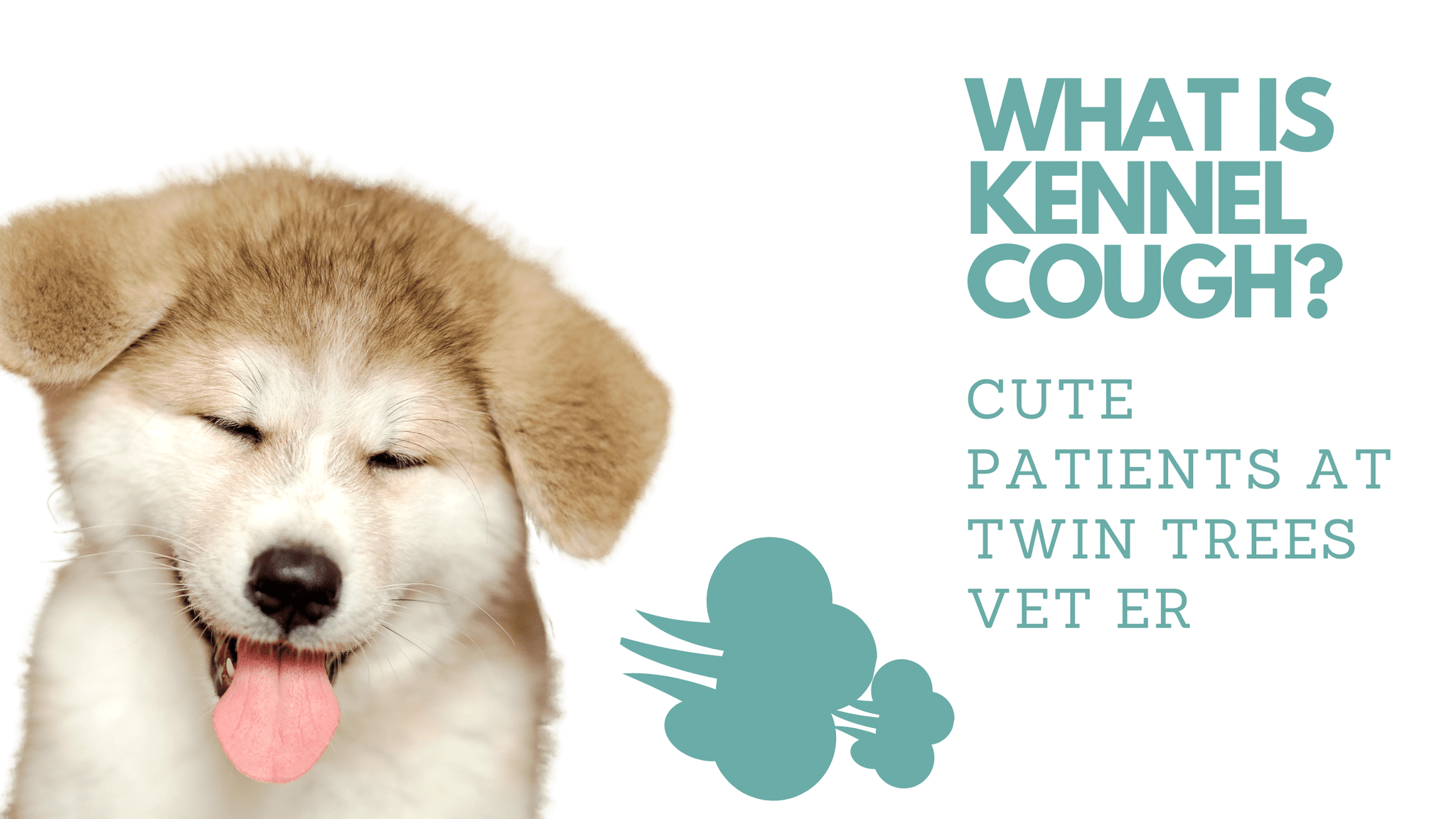 What is Kennel Cough?