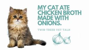 Q) My Cat Ate Onion Broth - Is It Toxic?