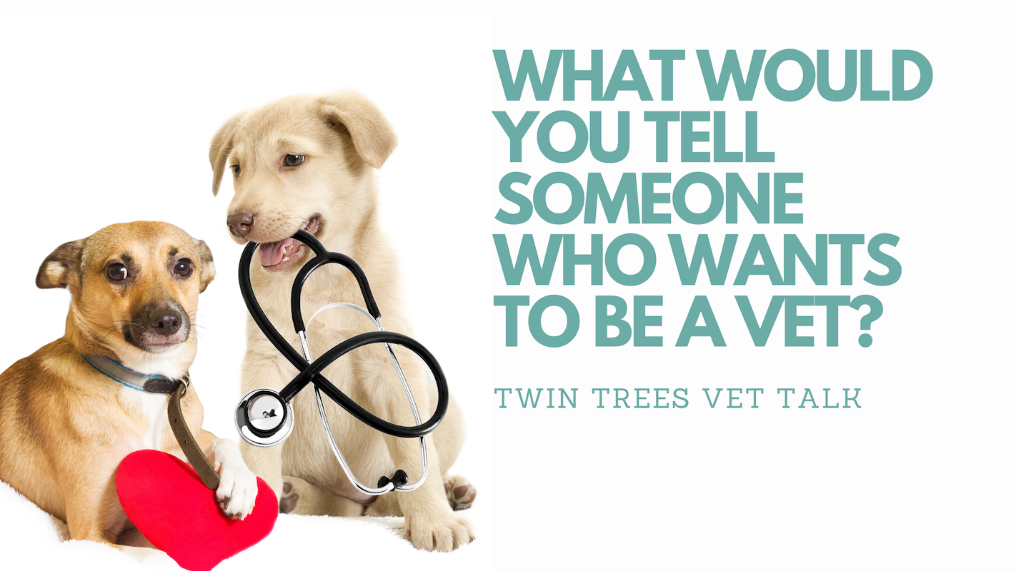 What would you tell someone who wants to be a vet? │ Twin Trees Vet Talk (FREE VET AVICE PODCAST)
